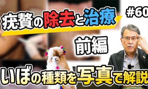 地胆头的图片-地胆头的图片-地胆头价格,中国地胆头是中药吗网站
